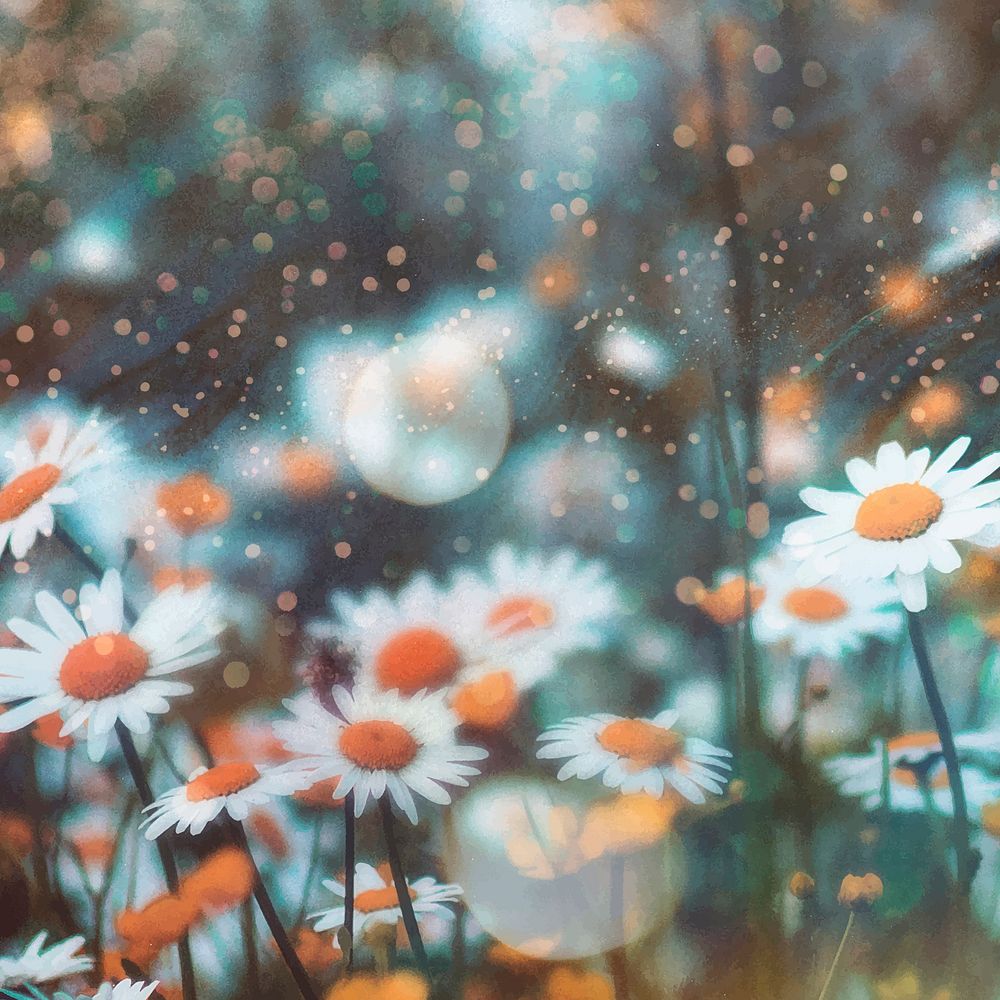 Aesthetic daisy flowers background, nature design vector