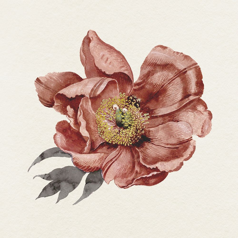 Camellia flower illustration psd