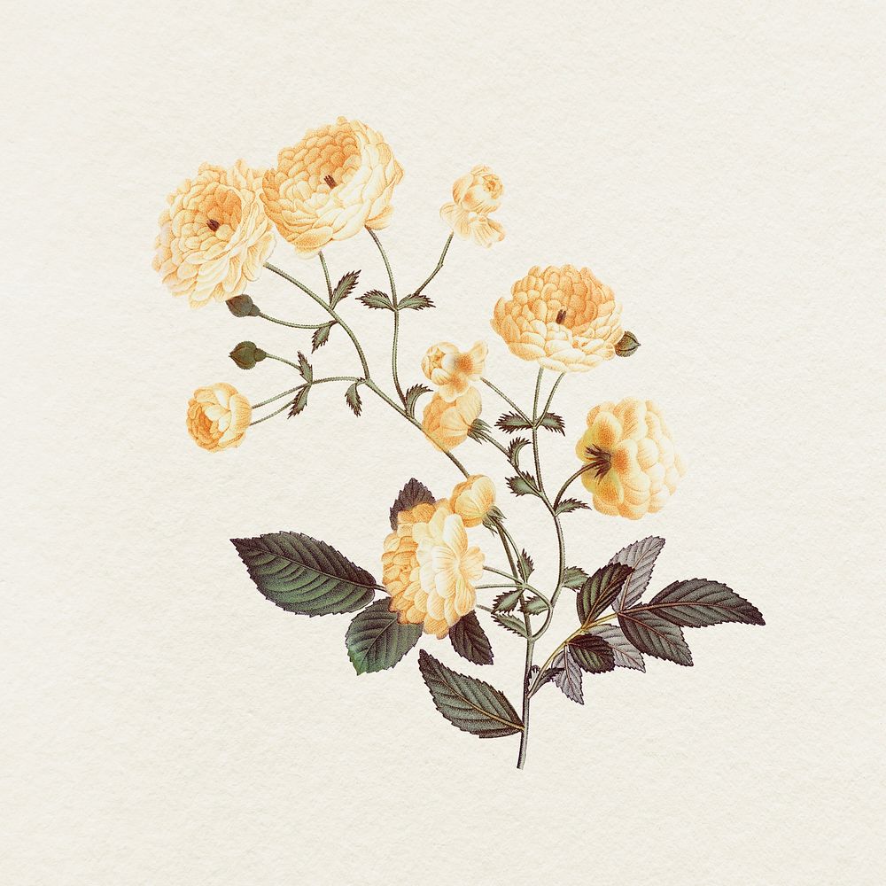 Yellow rose illustration psd