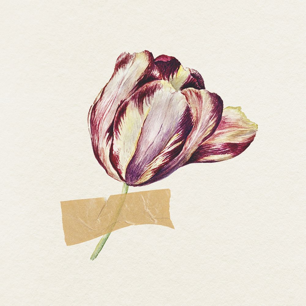 Tulip illustration with tape psd