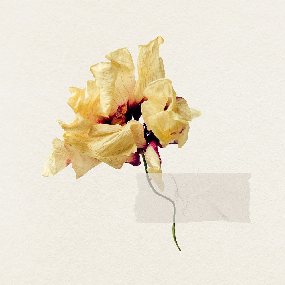 Dried flower with tape psd