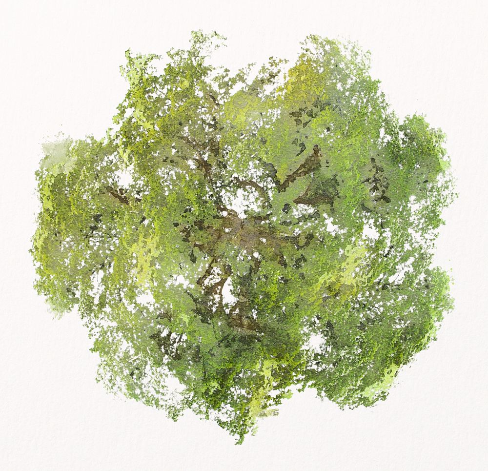 Tree top view watercolor illustration isolated on white background, nature design psd