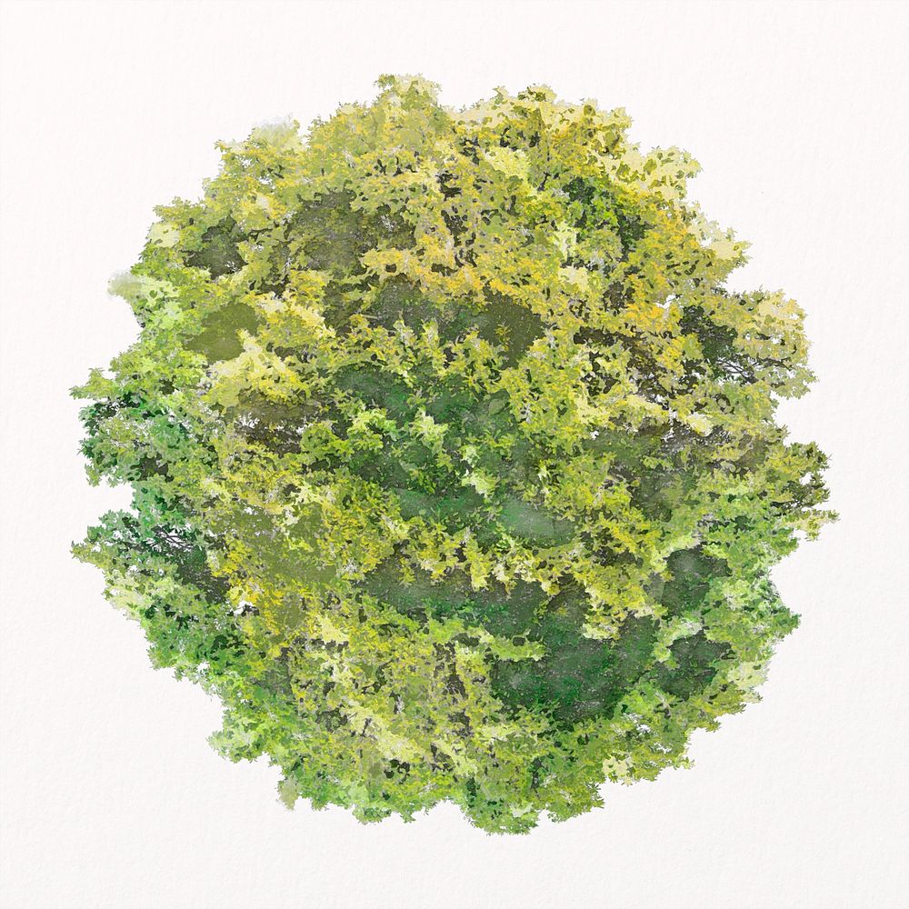 Tree top view watercolor illustration isolated on white background, nature design