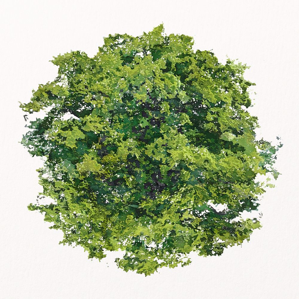 Tree top view watercolor illustration isolated on white background, nature design psd