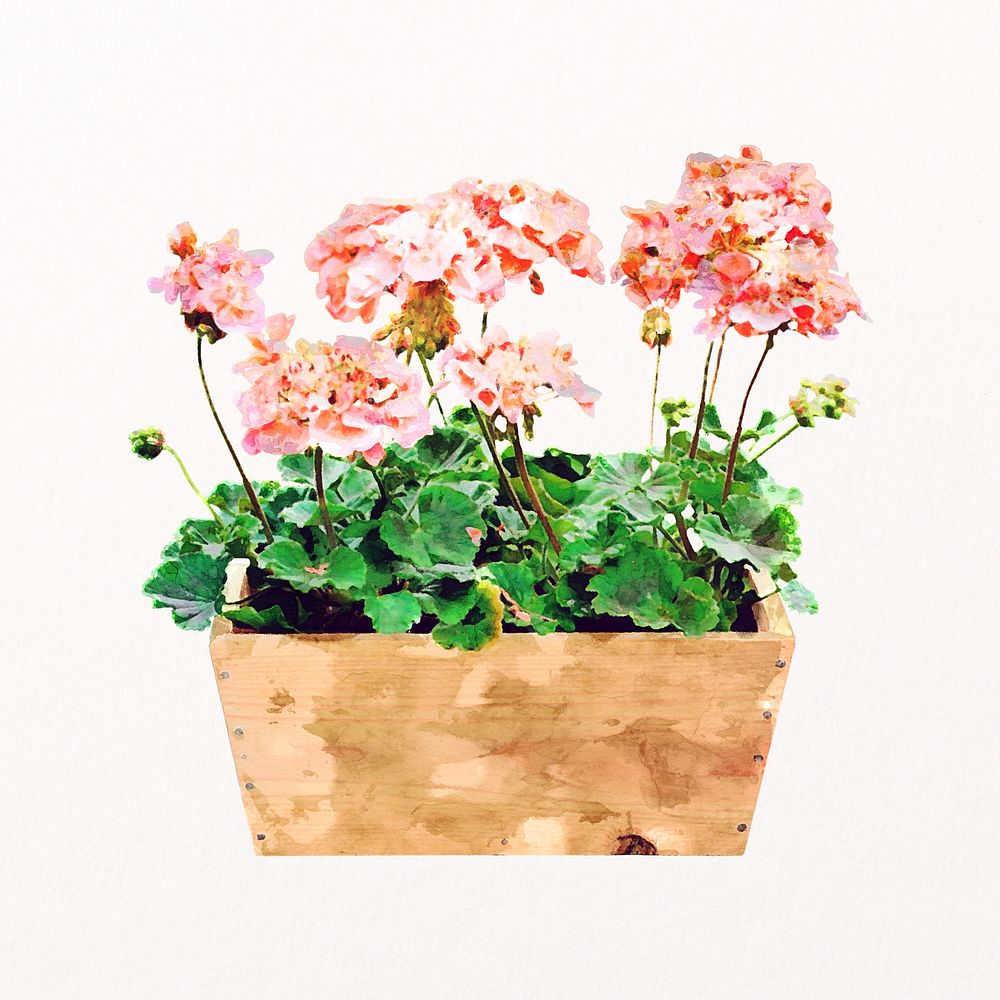 Pink flower isolated on white, plant pot, gardening design psd