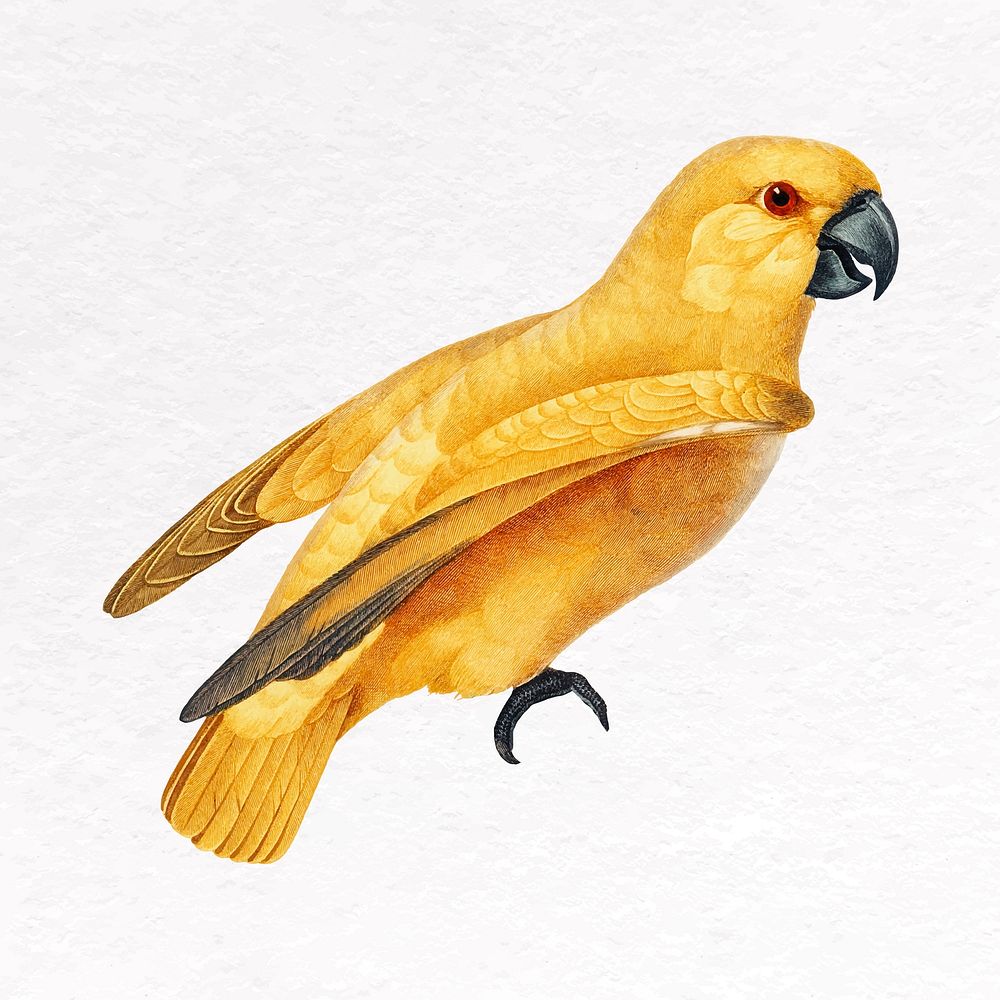 Yellow bird clip art, animal design vector