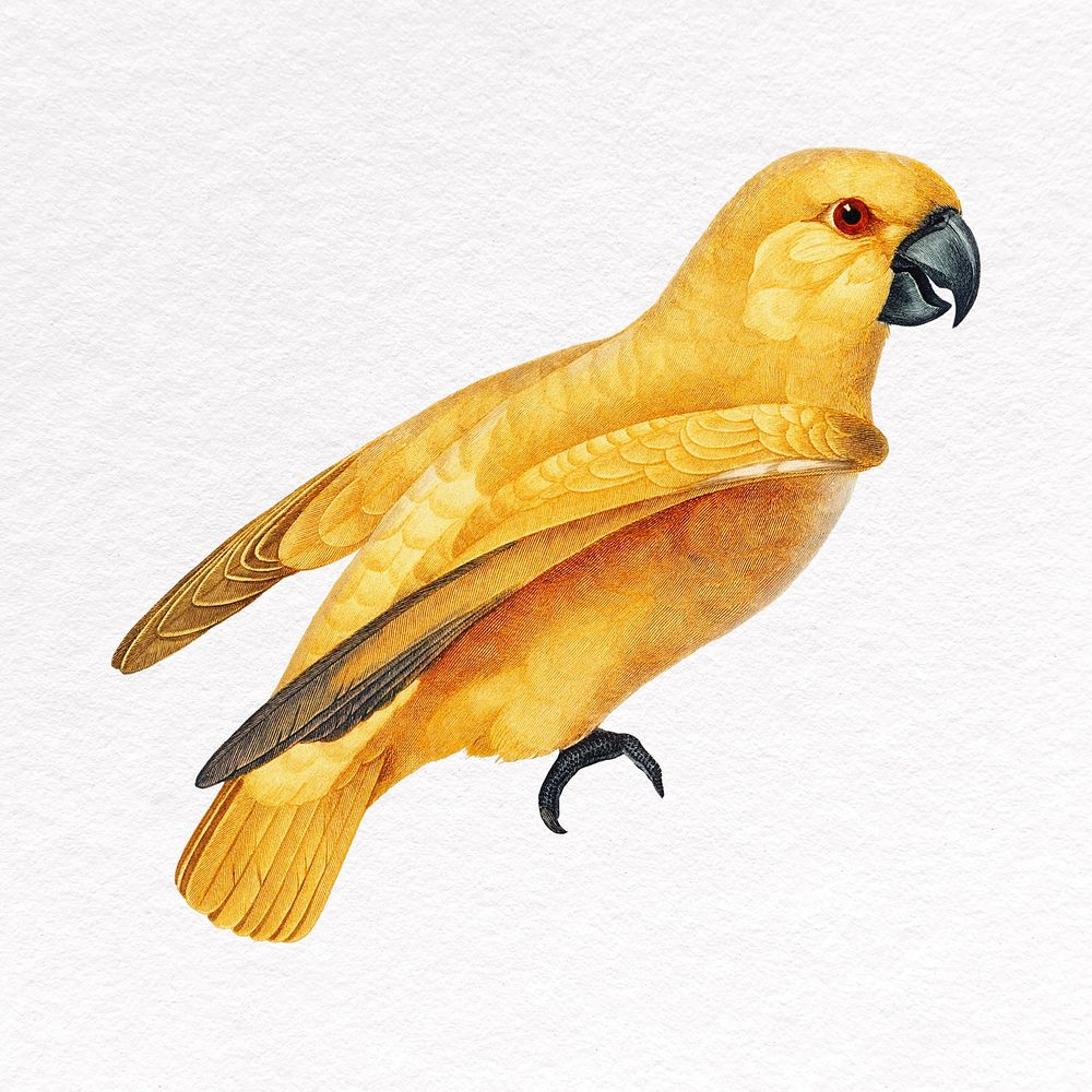 Yellow bird clipart, Senegal parrot, animal design