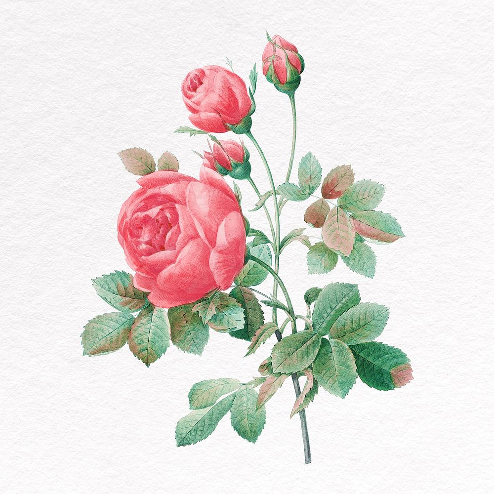 Rose flower clipart, botanical psd