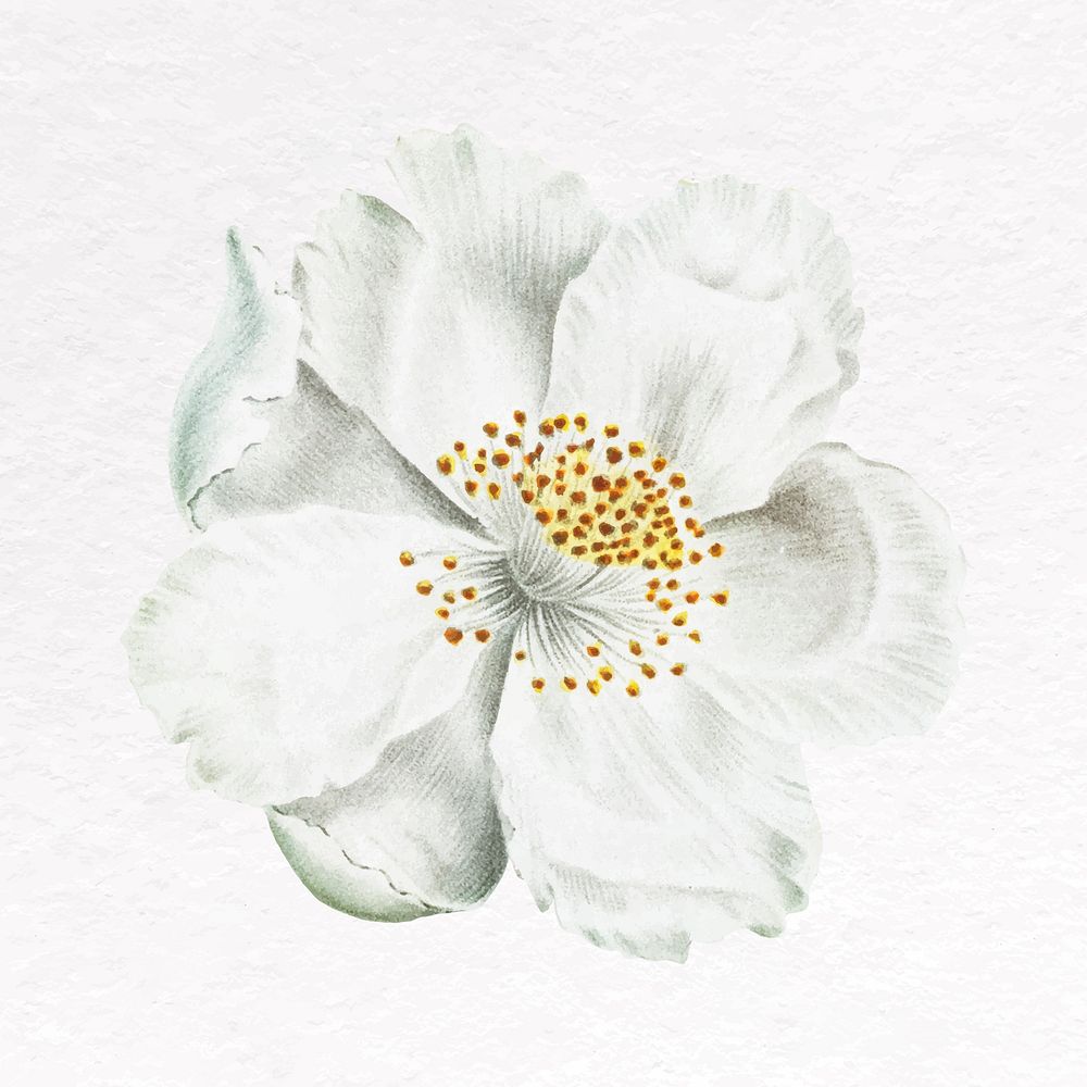 White flower clip art, jasmine design vector