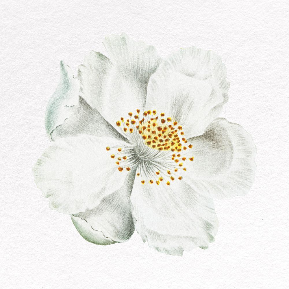 Jasmine clipart, white flower psd