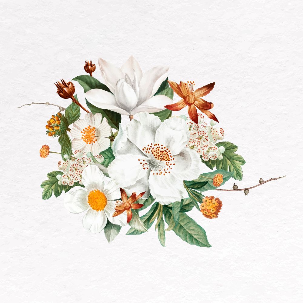 Blooming jasmine clip art,  white flower design vector