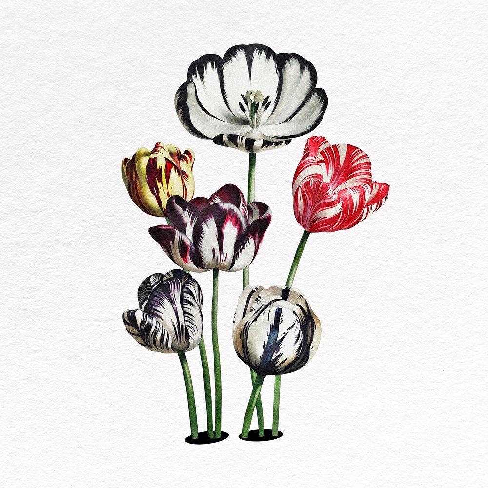 Tulip flower clipart,  botanical psd