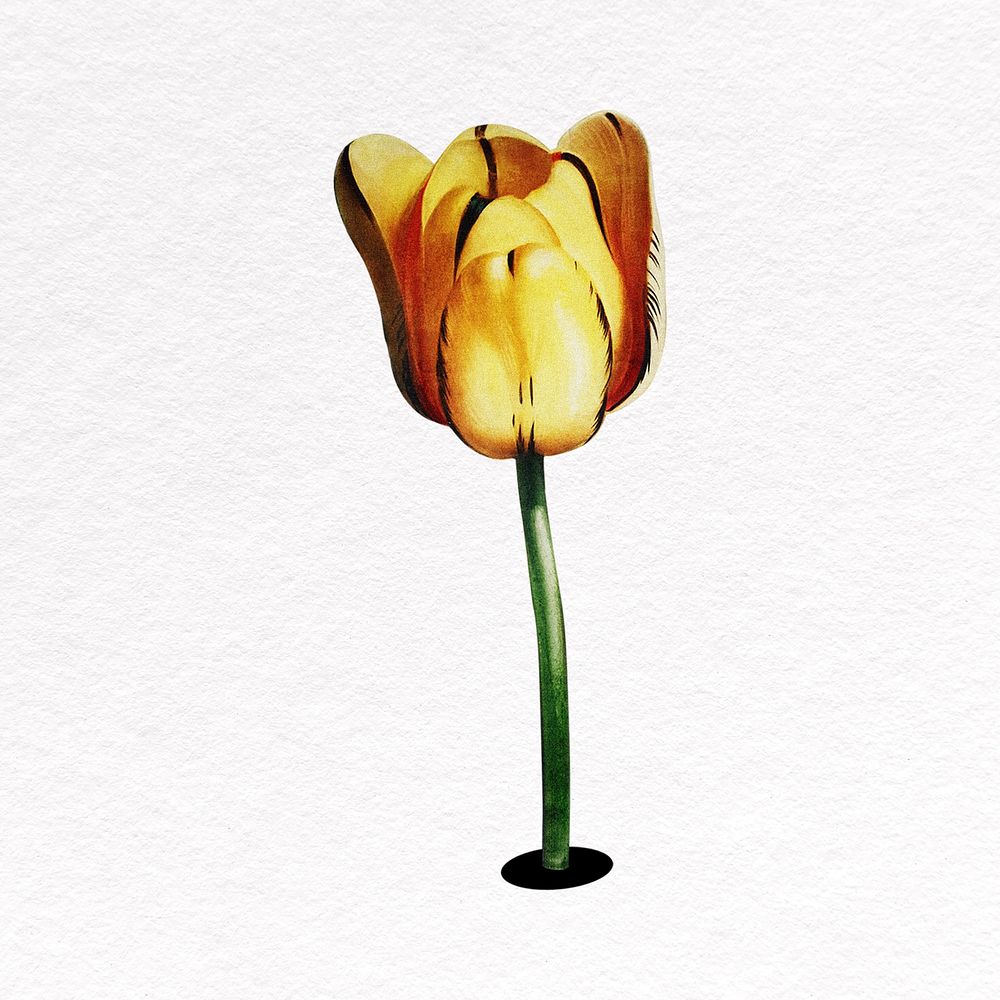 Yellow tulip clipart,  flower psd