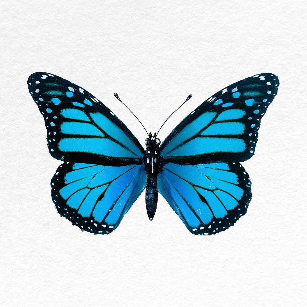 Blue butterfly collage element, insect psd