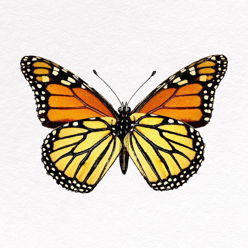 Monarch butterfly collage element, insect psd