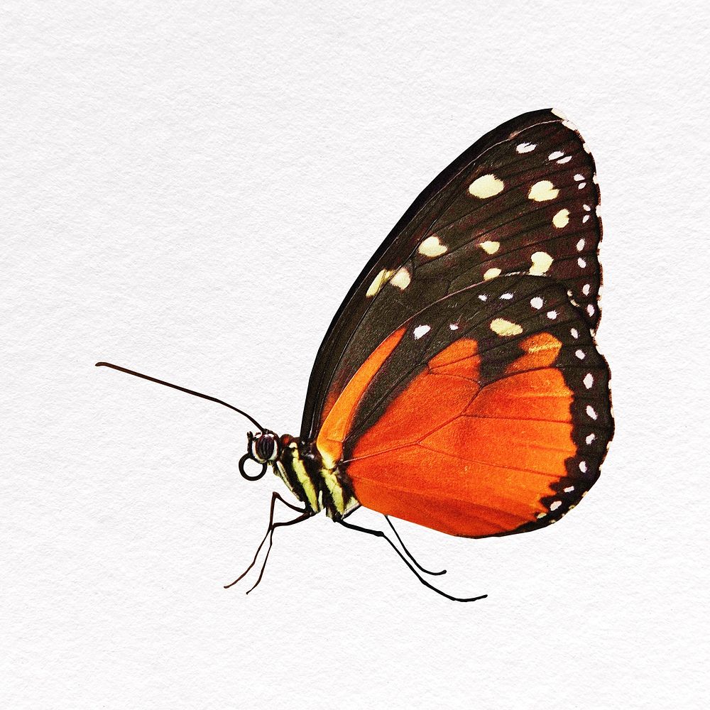 Orange butterfly clipart, side view insect design