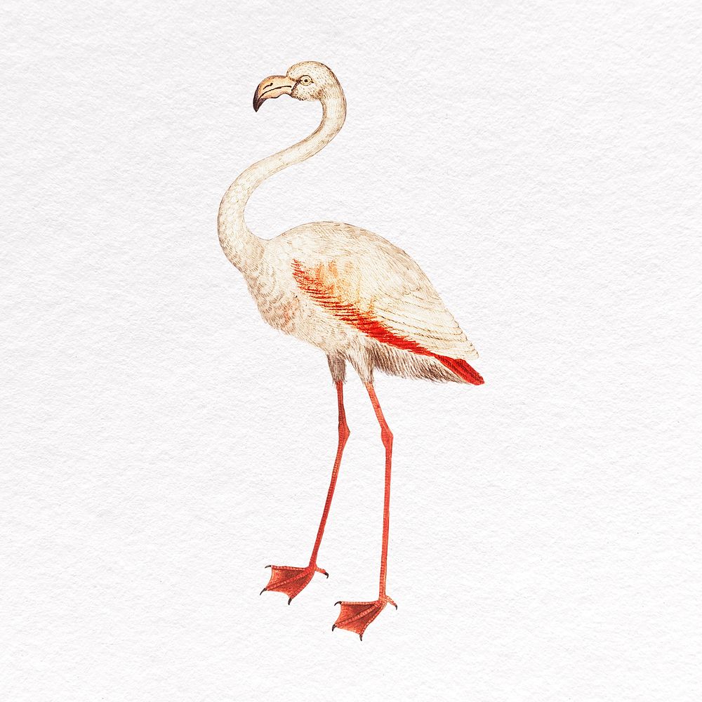 White flamingo clipart, wild animal psd