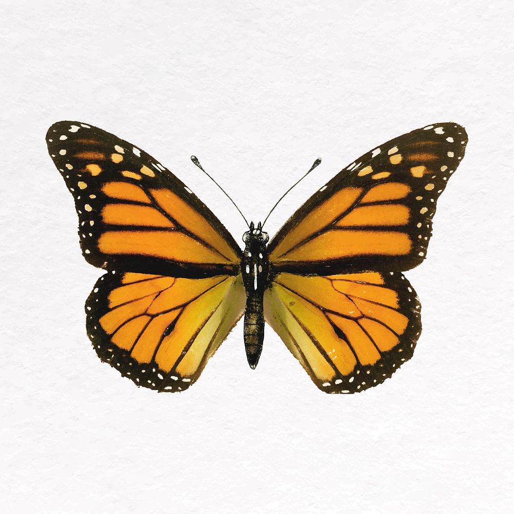 Yellow butterfly clip art, insect design vector
