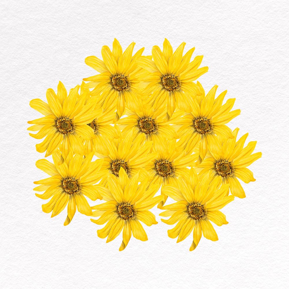 Sunflower clipart, yellow flower psd