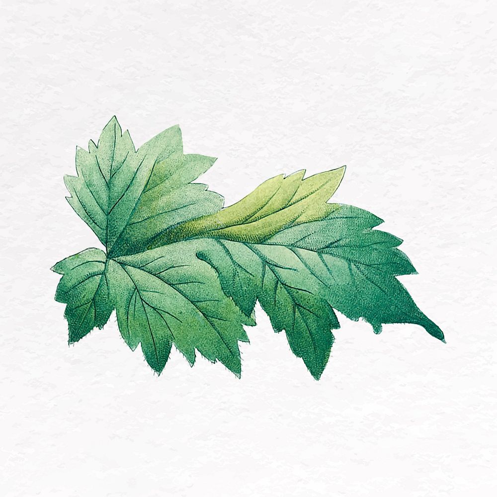 Green leaf clip art, nature design vector