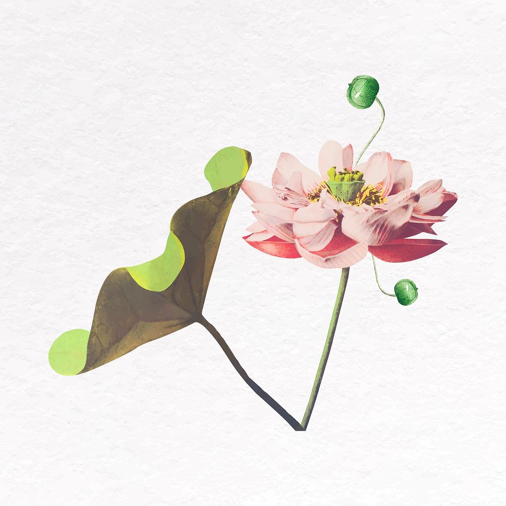 Pink lotus clip art, botanical design vector