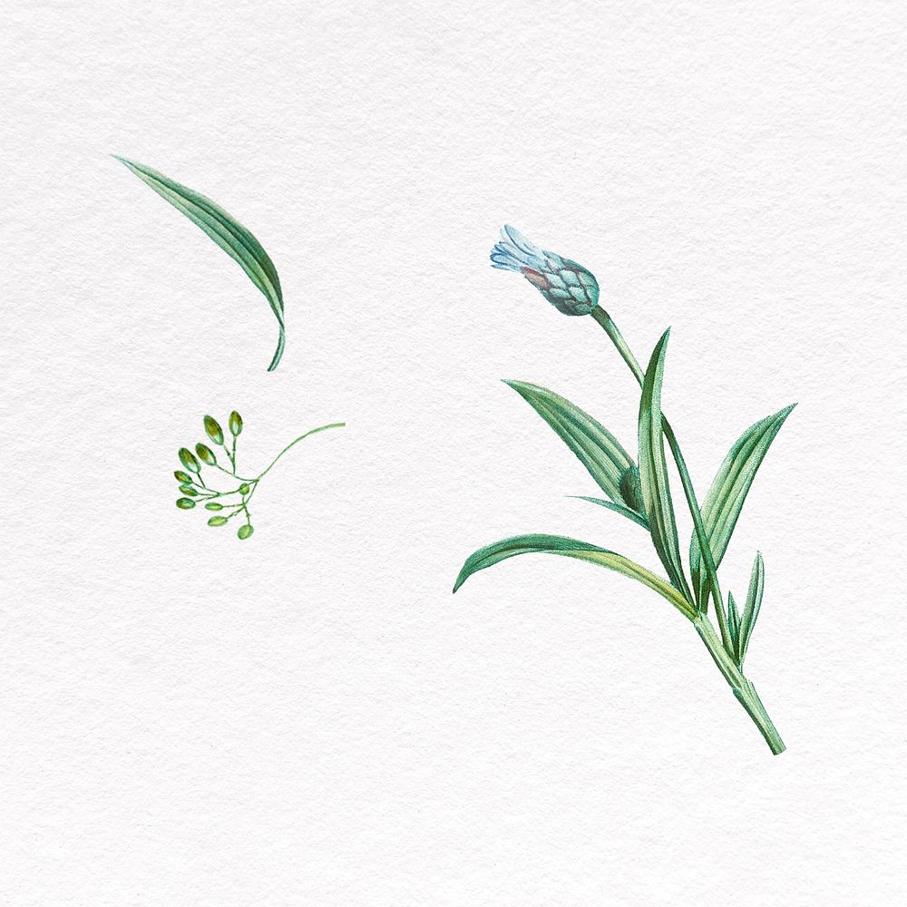 Blue flower clipart, botanical design psd