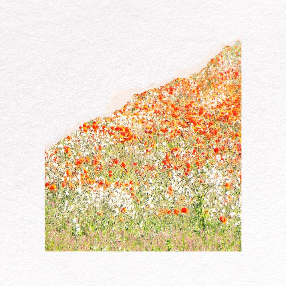 Flower field collage element, ripped paper psd