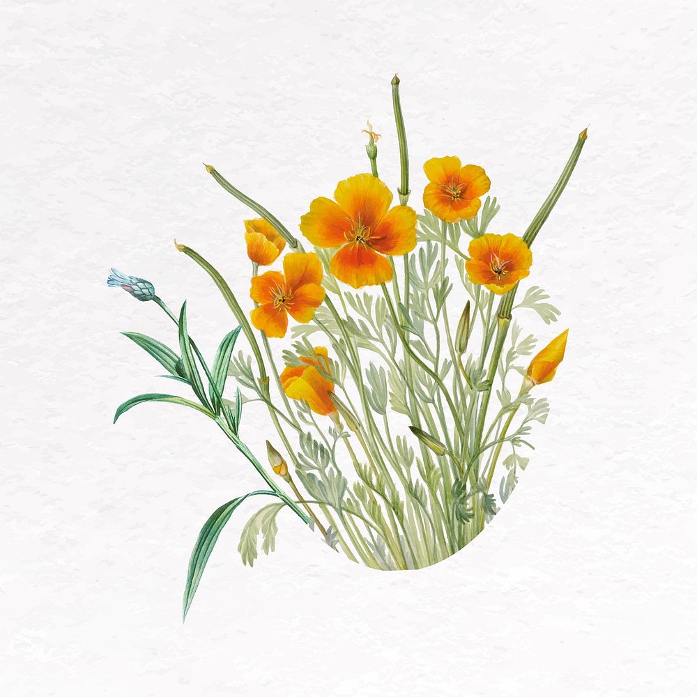 Yellow Mexican poppy clip art, botanical design vector