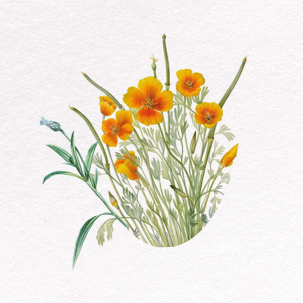 Yellow Mexican poppy clipart, botanical design