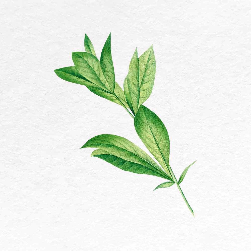 Green leaf clip art, botanical design vector