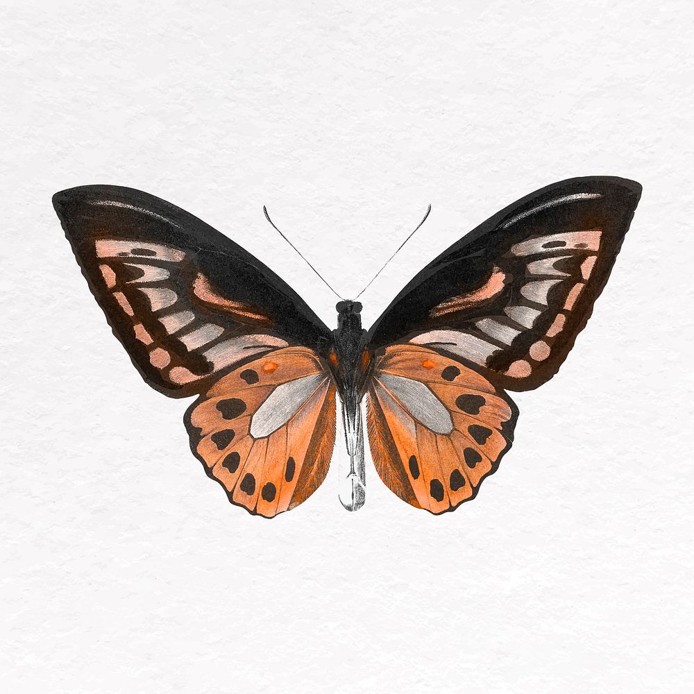 Brown butterfly clip art, insect design vector