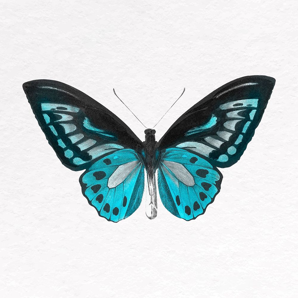 Blue butterfly clip art, insect design vector