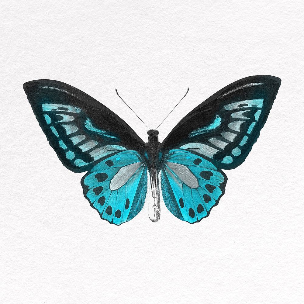 Blue butterfly clipart, insect design
