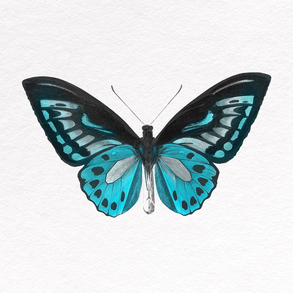 Blue butterfly collage element, insect psd