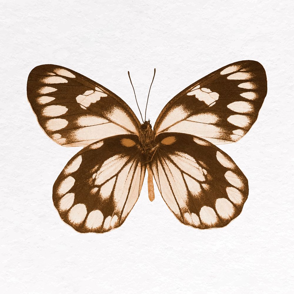 Brown butterfly clip art, insect design vector