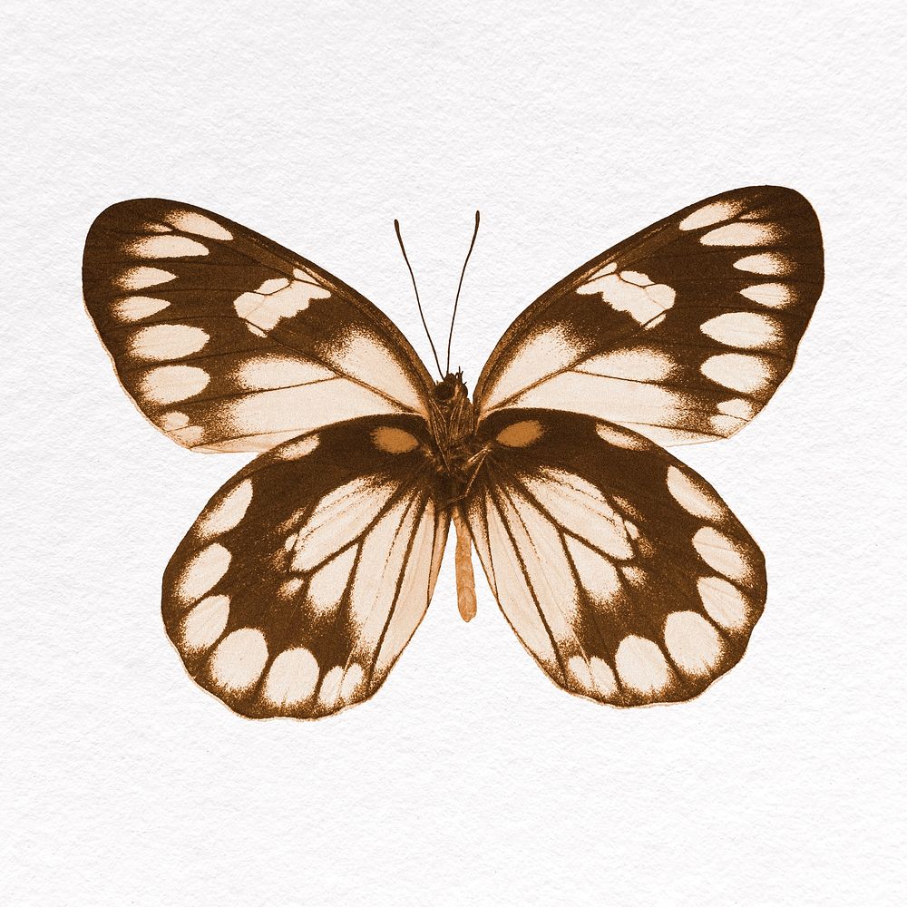 Brown butterfly collage element, insect psd