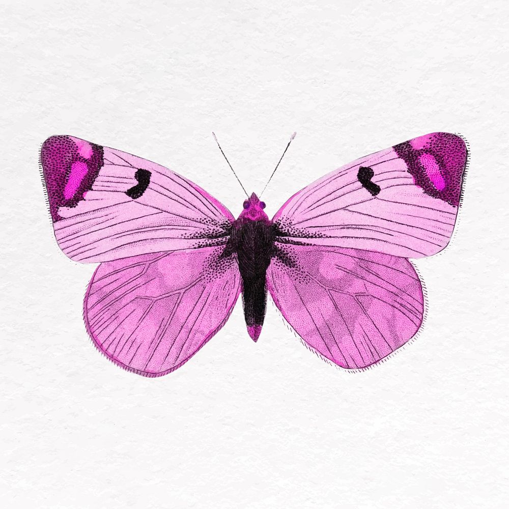 Pink butterfly clip art, insect design vector