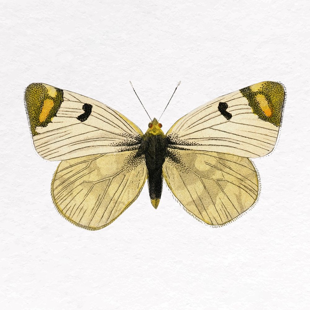 Yellow butterfly clip art, insect design vector