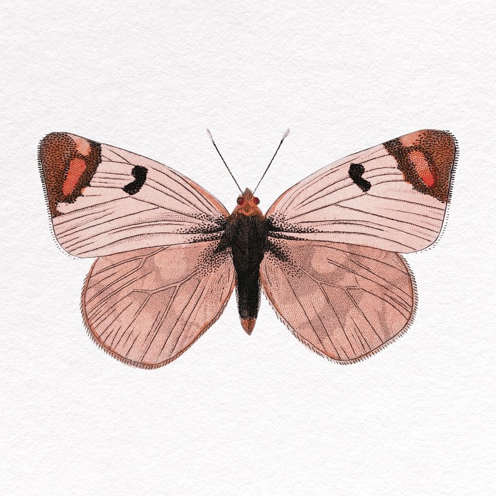 Red butterfly clipart, insect design