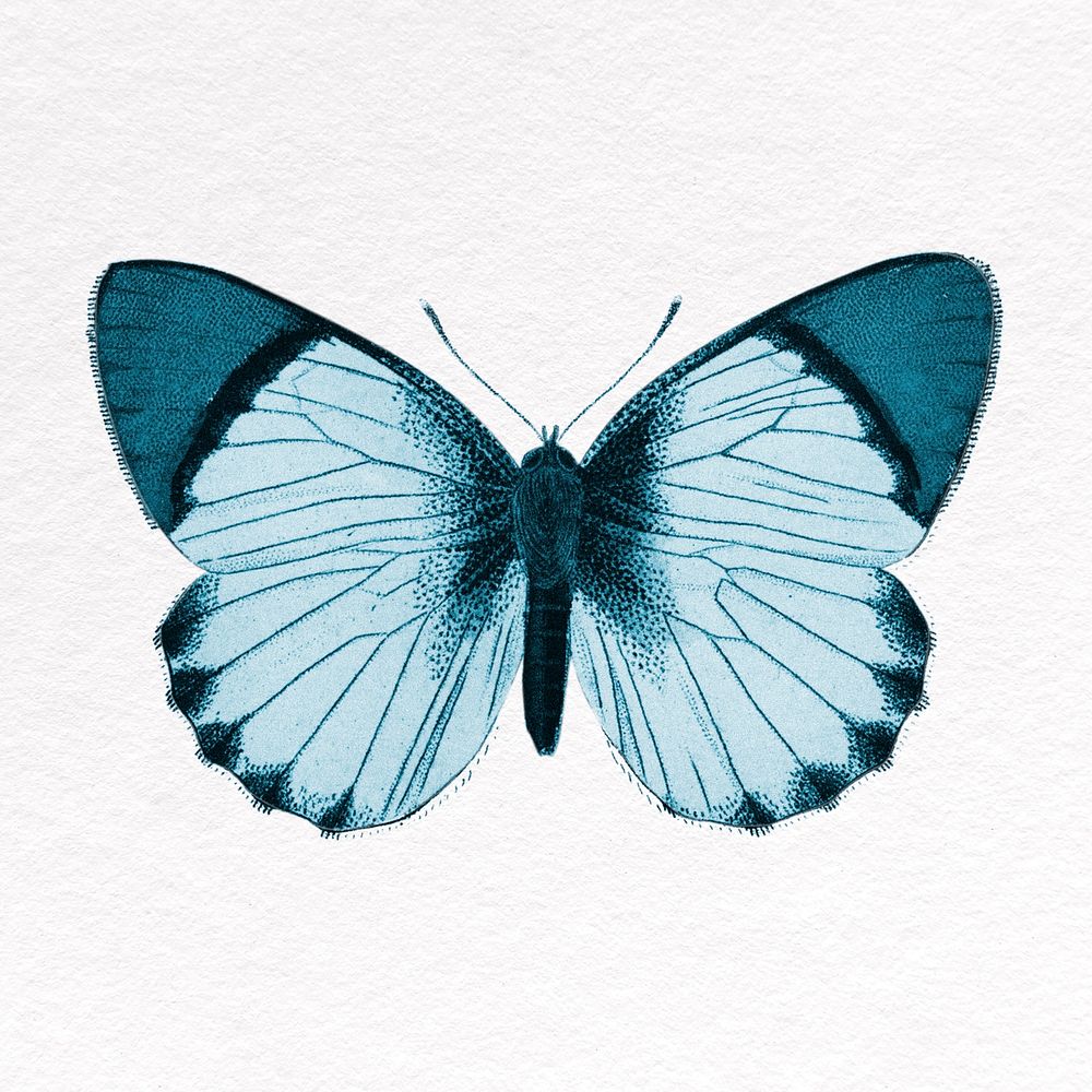 Blue butterfly clipart, insect design