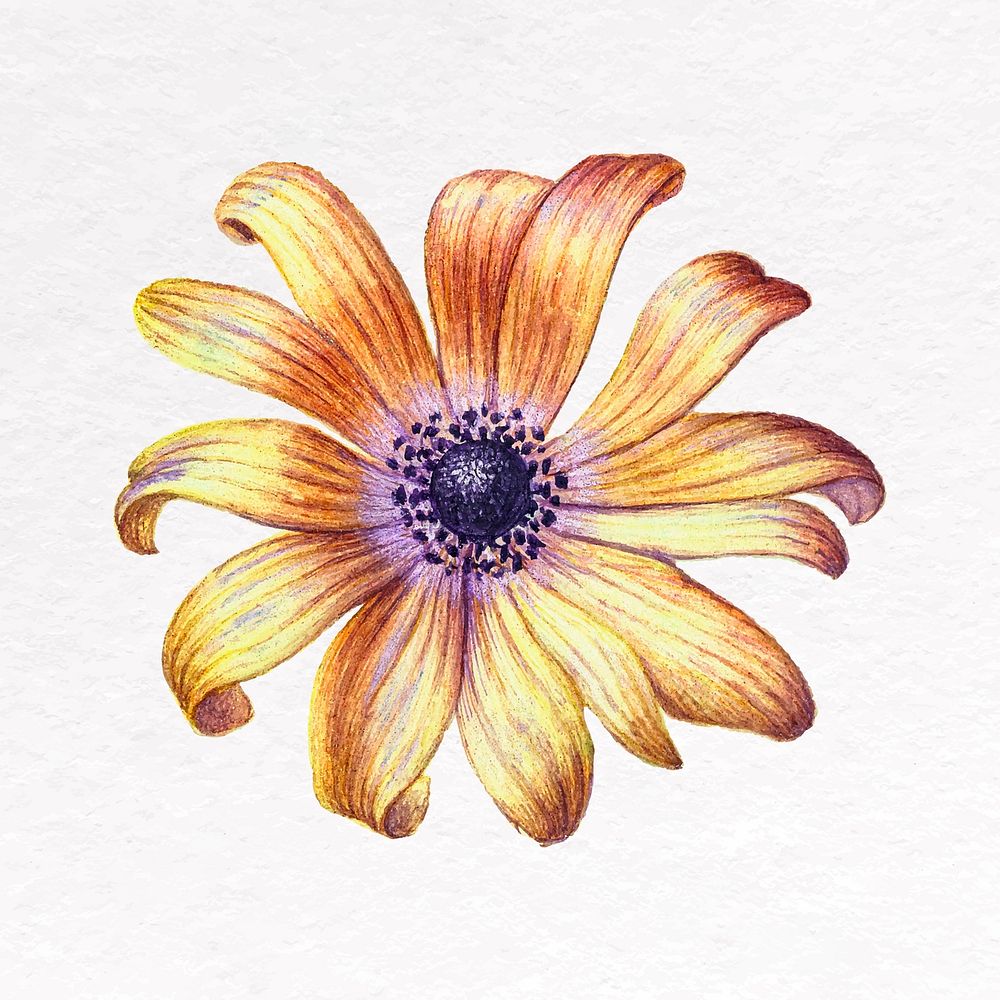 Yellow flower clip art, poppy anemone illustration vector