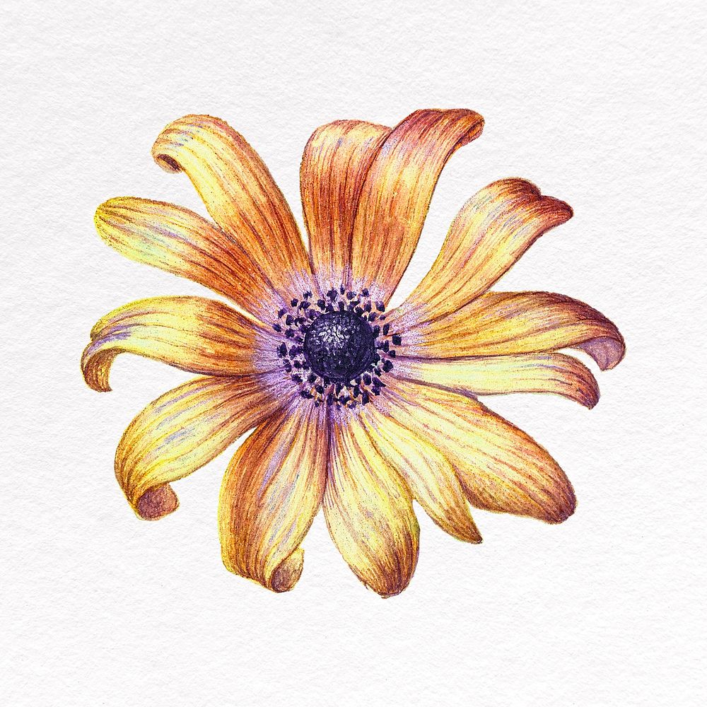 Yellow flower clipart, botanical illustration psd