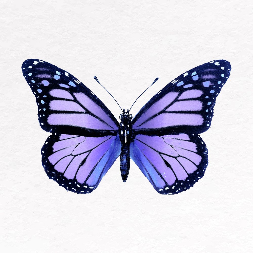 Purple butterfly clip art, insect design vector