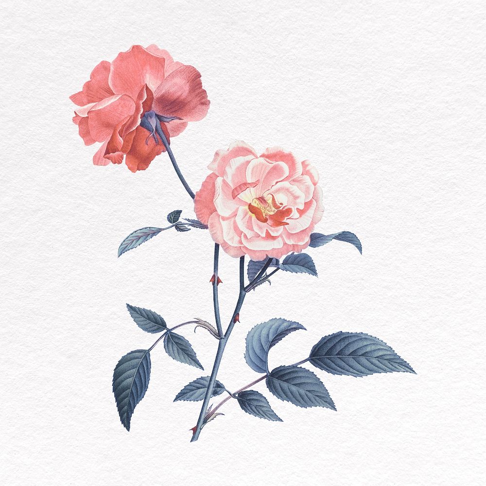 Pink rose clipart, botanical illustration design