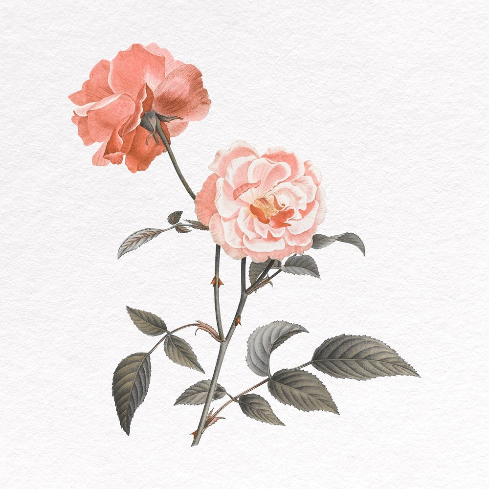 Rose flower clipart, botanical illustration psd