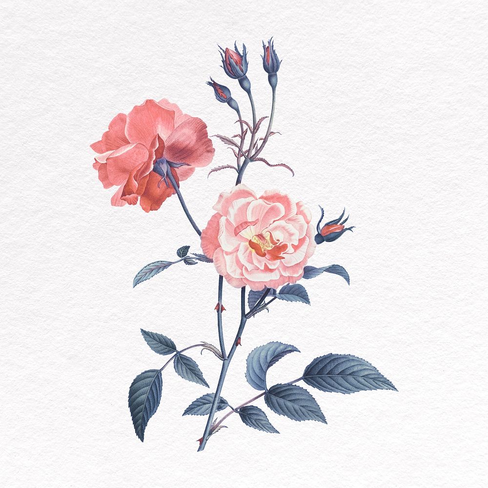 Rose clipart, botanical illustration psd