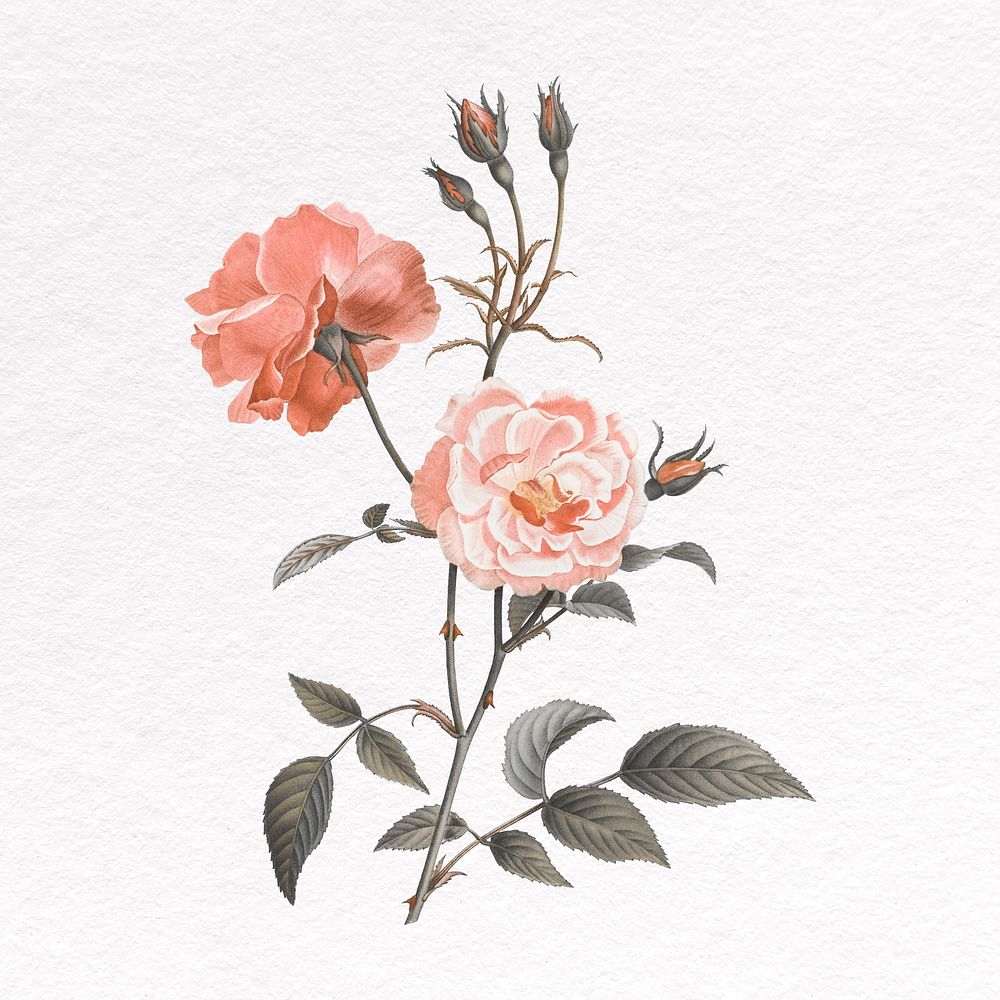 Rose clipart, botanical illustration design | Premium Photo - rawpixel
