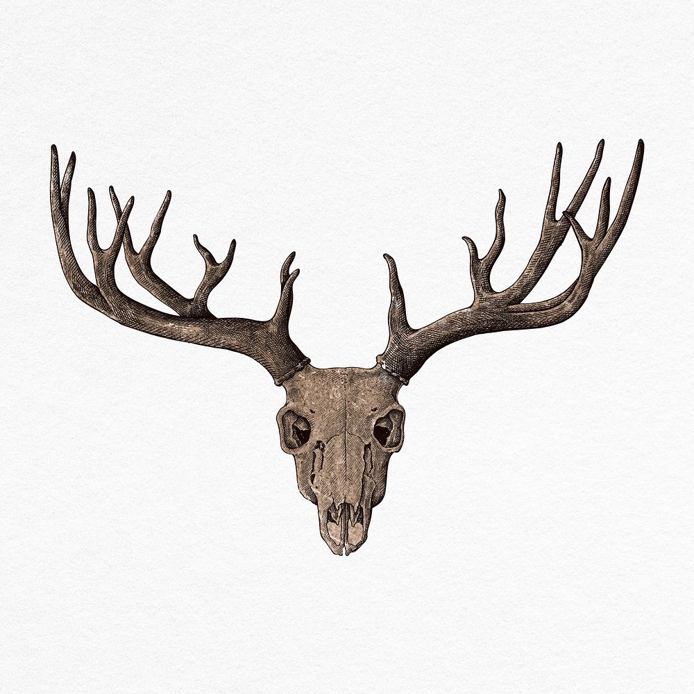 Vintage deer skull illustration, off white background