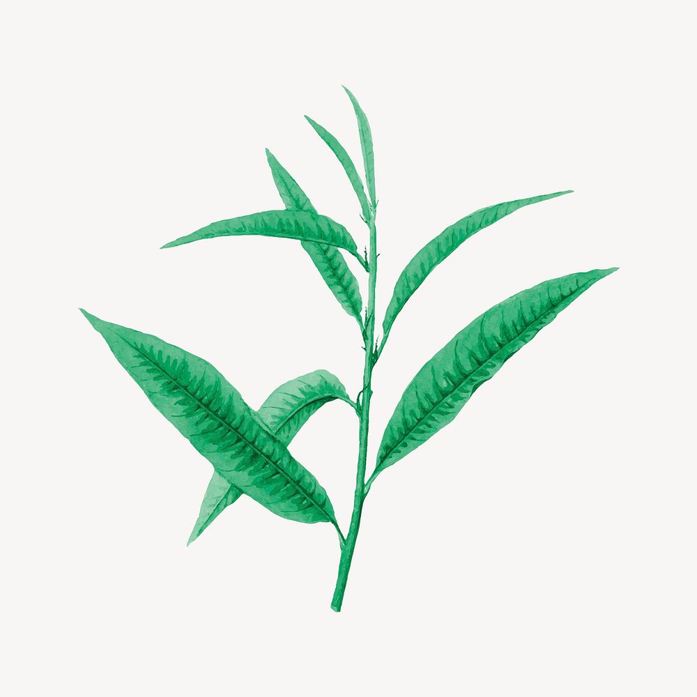 Green plant collage element, nature illustration vector