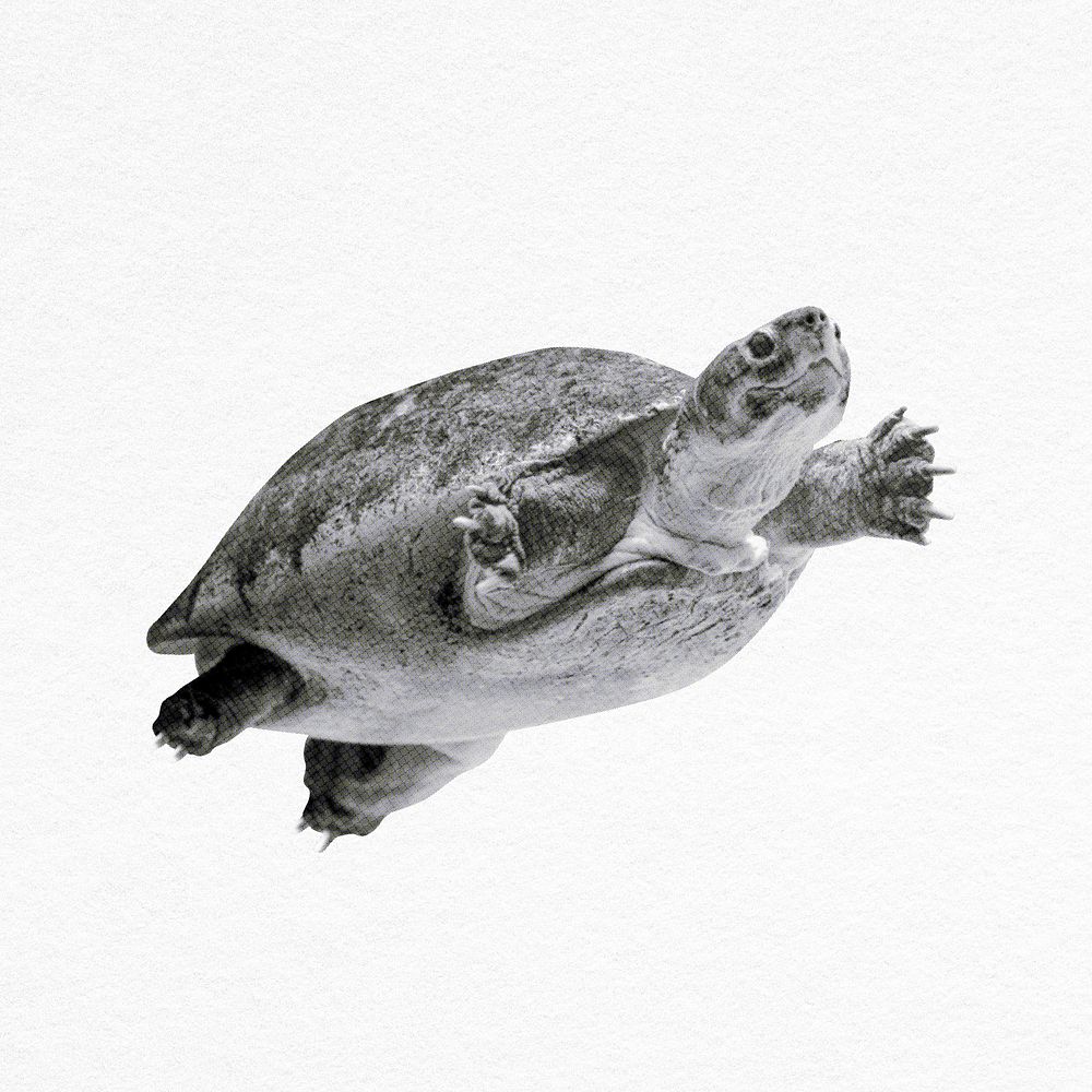Sea turtle collage element psd